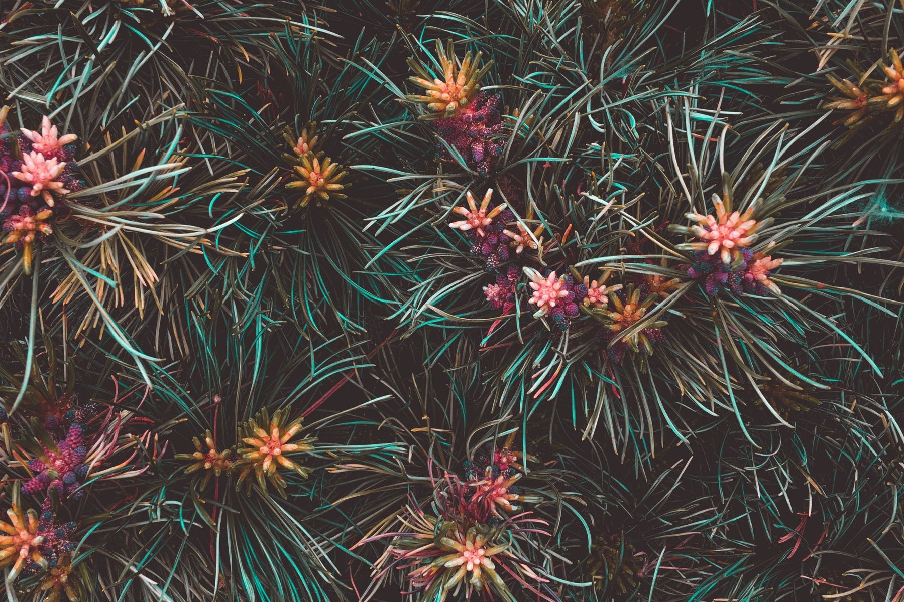 The Hair Health Benefits of Essential Oils